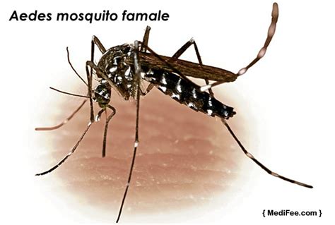 dengue mosquito name